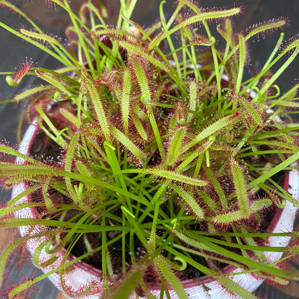 Drosera Capensis 'Red' (Himmeltau)
