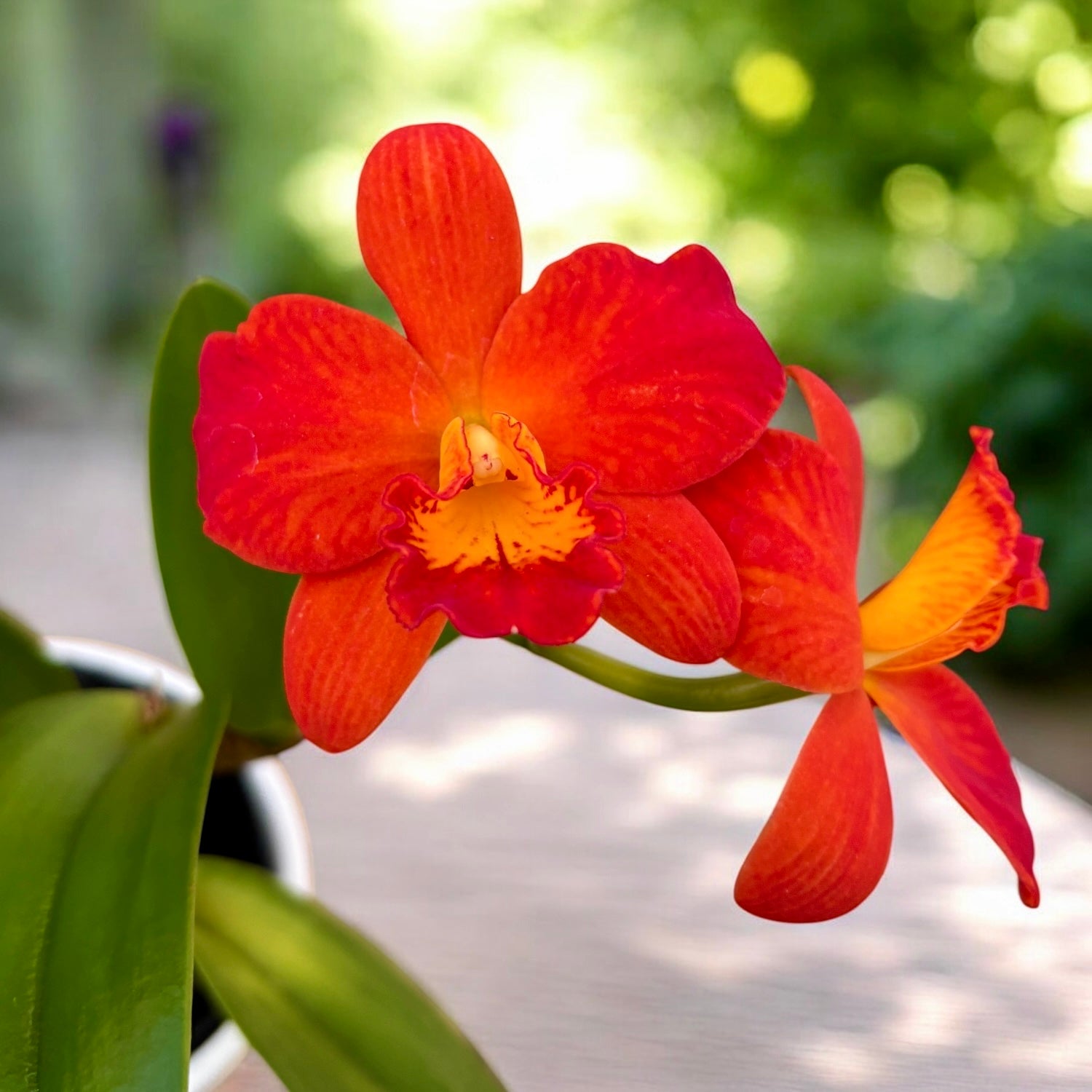 Rlc. Shinfong Orange 'Little Orange'