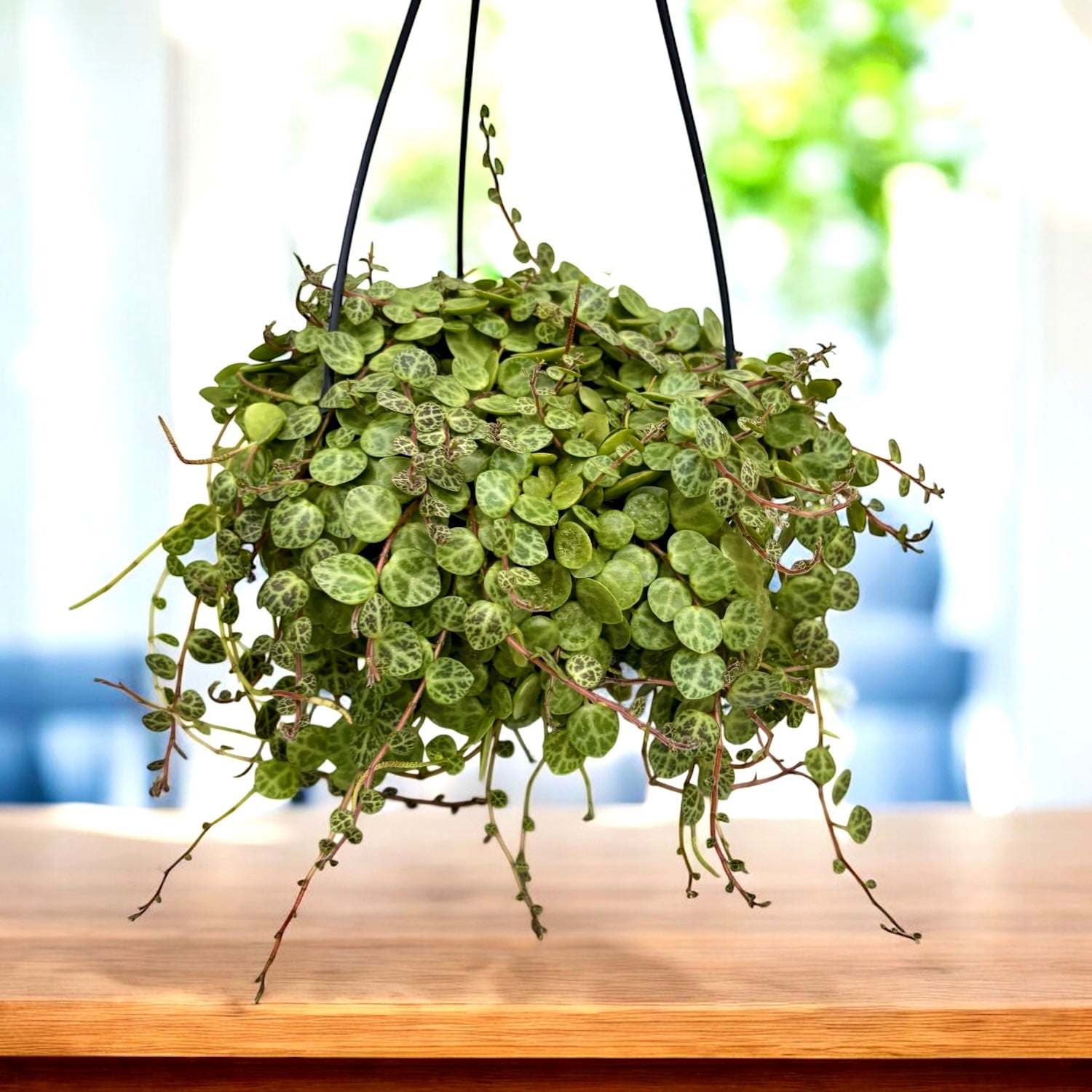 T. Succulent Form × Nizanda Peperomia prostrata XL - Niz kornjača – Secret Garden Plant Shop