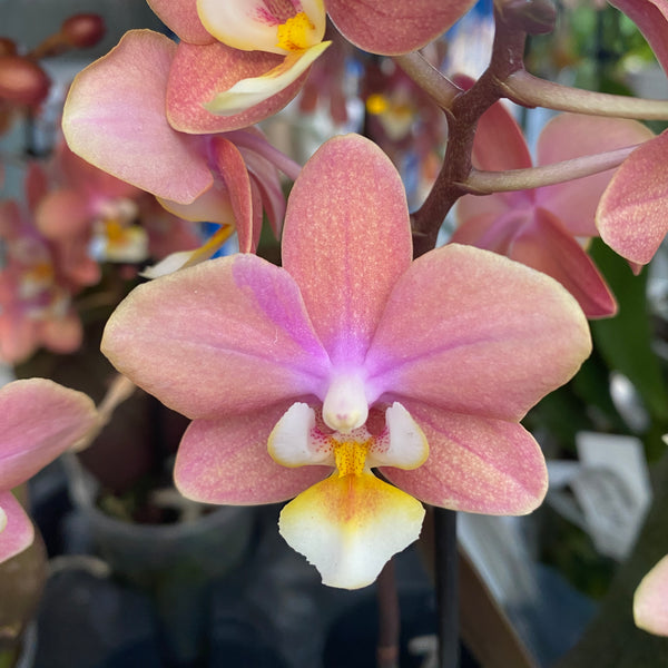 Phalaenopsis Melion – intensiv duftende Blüten (Parfümkollektion)
