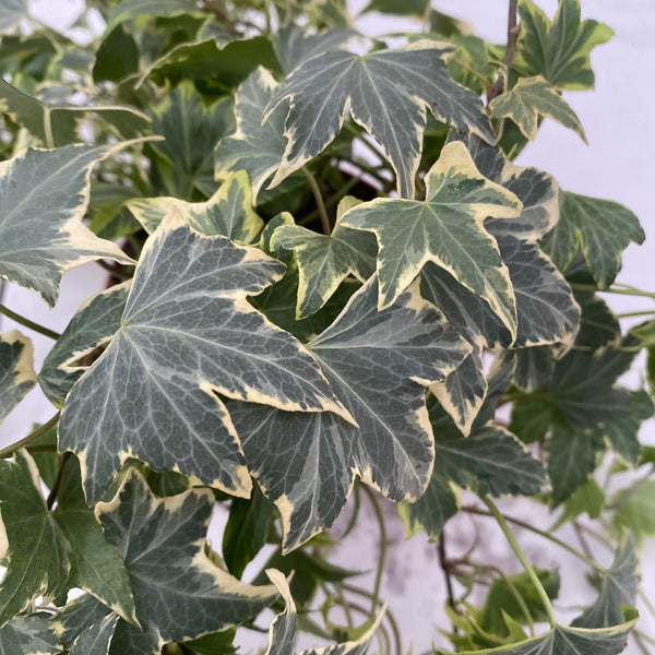 Ivy - Hedera helix 'White Ripple'
