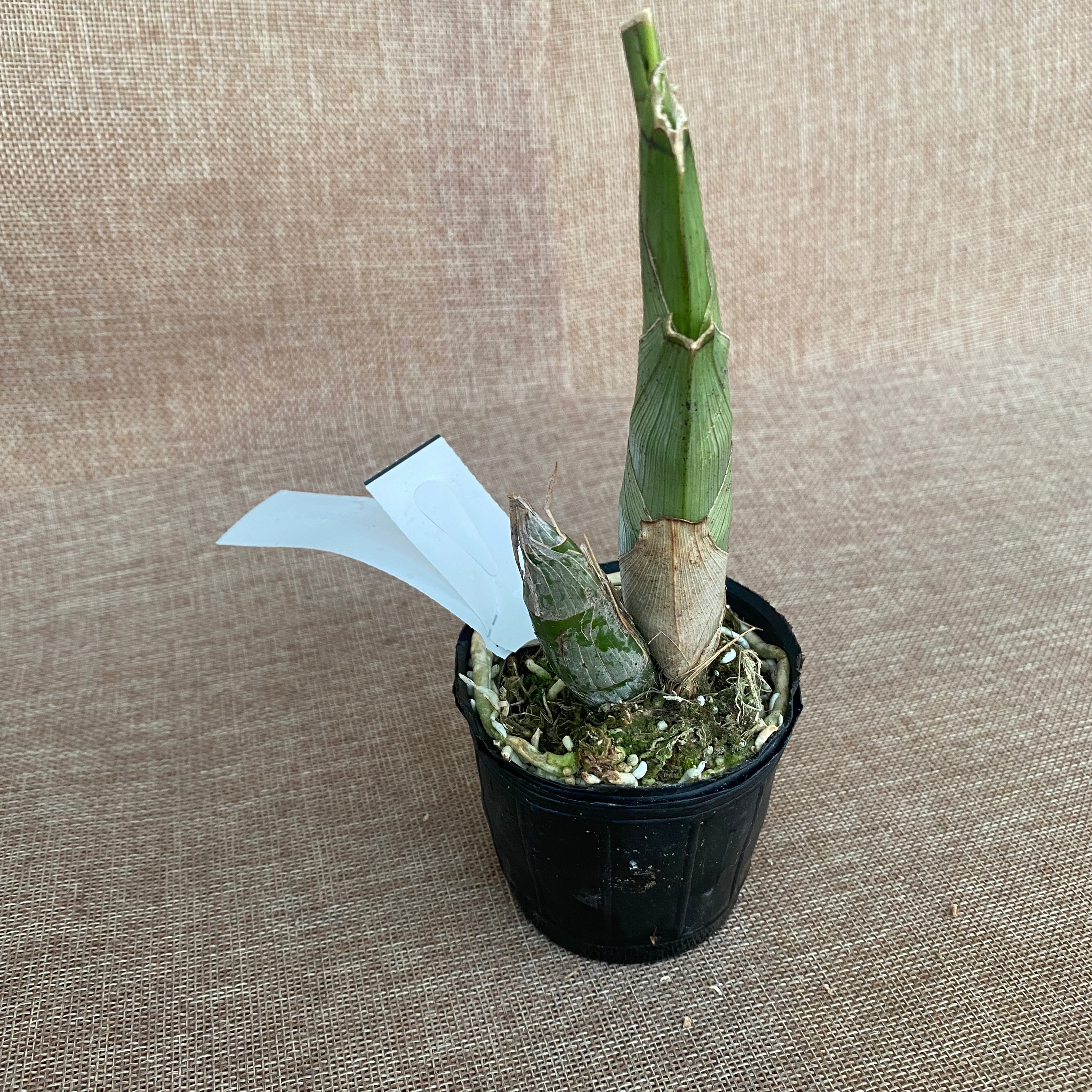 Catasetum saccatum 'Beard'