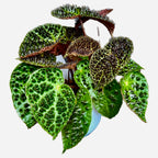Begonia Ferox