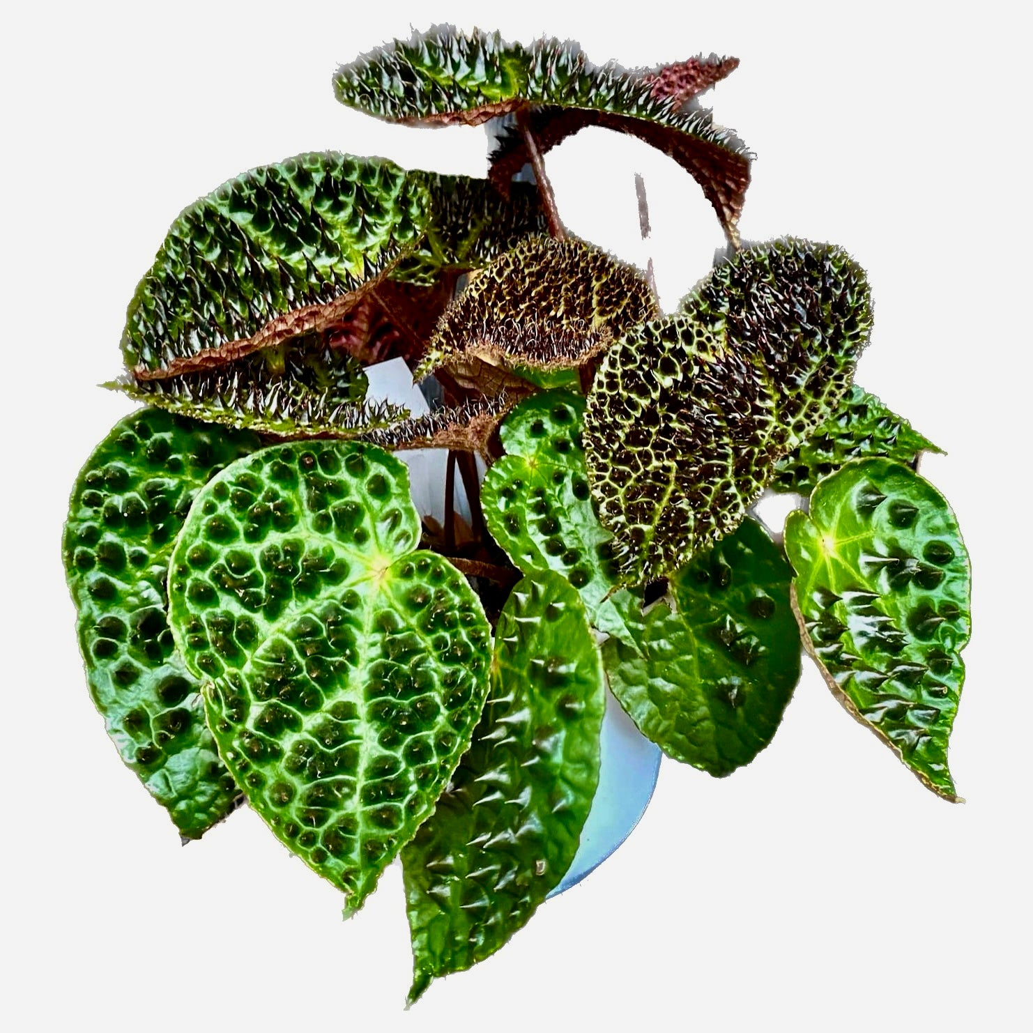 Begonia Ferox