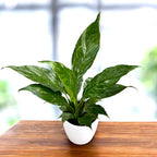 Spathiphyllum 'Diamond Variegata' - marantový lilie s mramorovanými listy