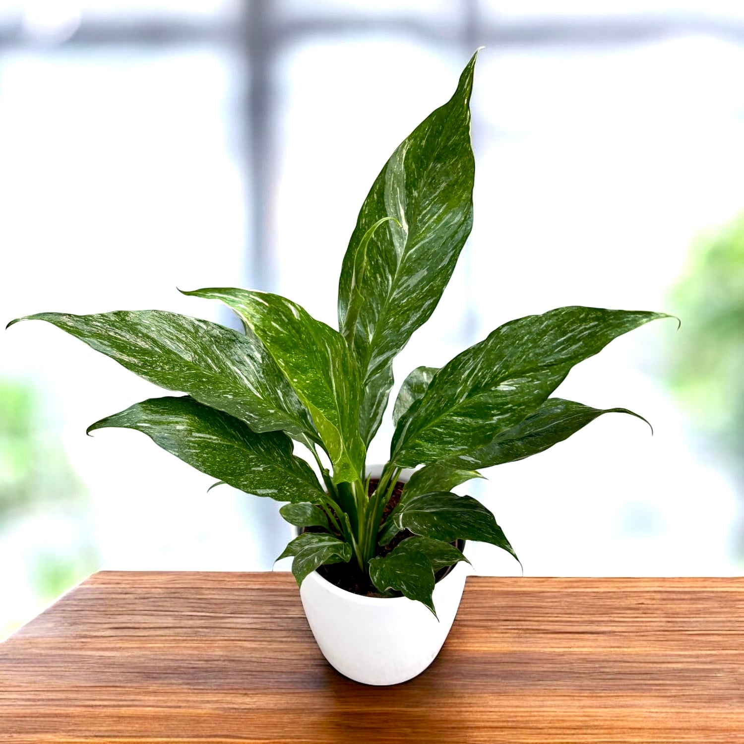 Spathiphyllum 'Diamond Variegata' - crinul pacii variegat cu frunzis marmorat