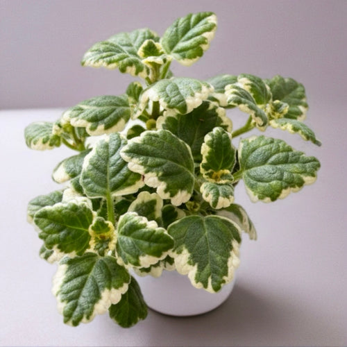 Plectranthus coleoides (Buntes Schwedisches Efeu)