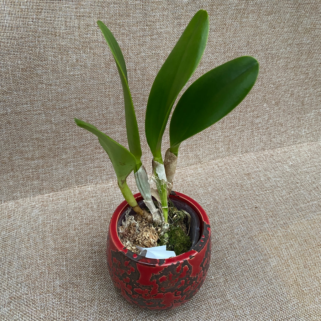 Rlc. Village Chief Rose mirisna