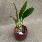 Rlc. Village Chief Rose profumata