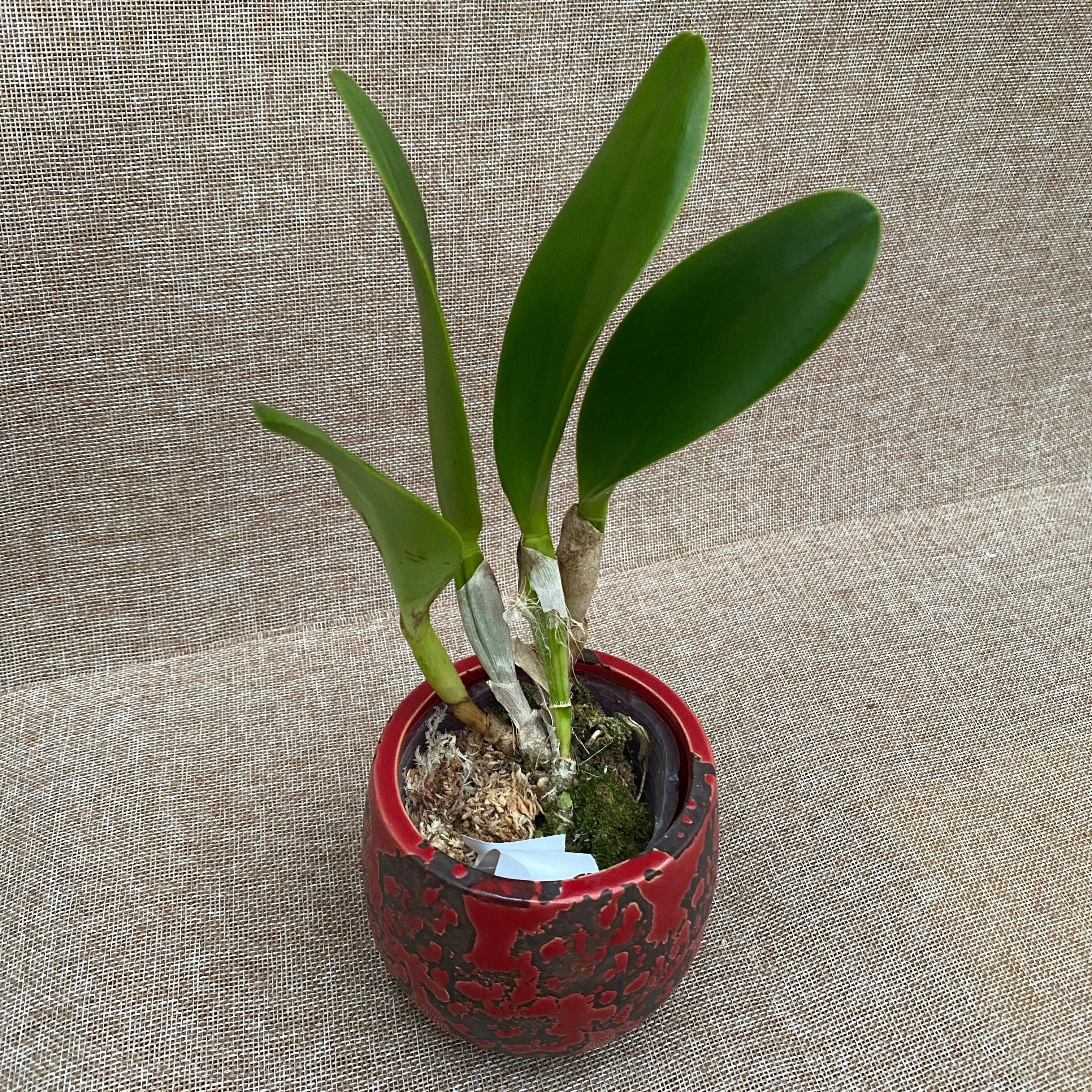 Rlc. Village Chief Rose profumata