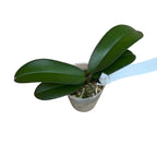 Phalaenopsis Trésor de Bouddha