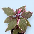 Gynura aurantiaca 'Variegata' (Variegated Purple Velvet Plant)