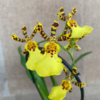 Oncidium splendidum