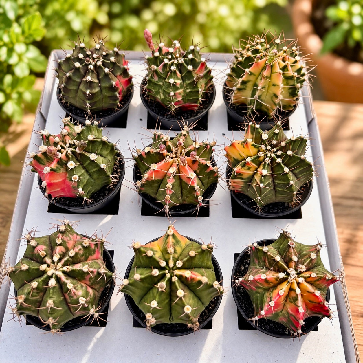 Gymnocalycium mihanovichii var. nichikii (Variegata) mix