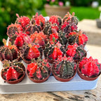 Gymnocalycium mihanovichii var. nichikii (Variegata)