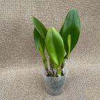 Rlc. Pink Empress voňavá