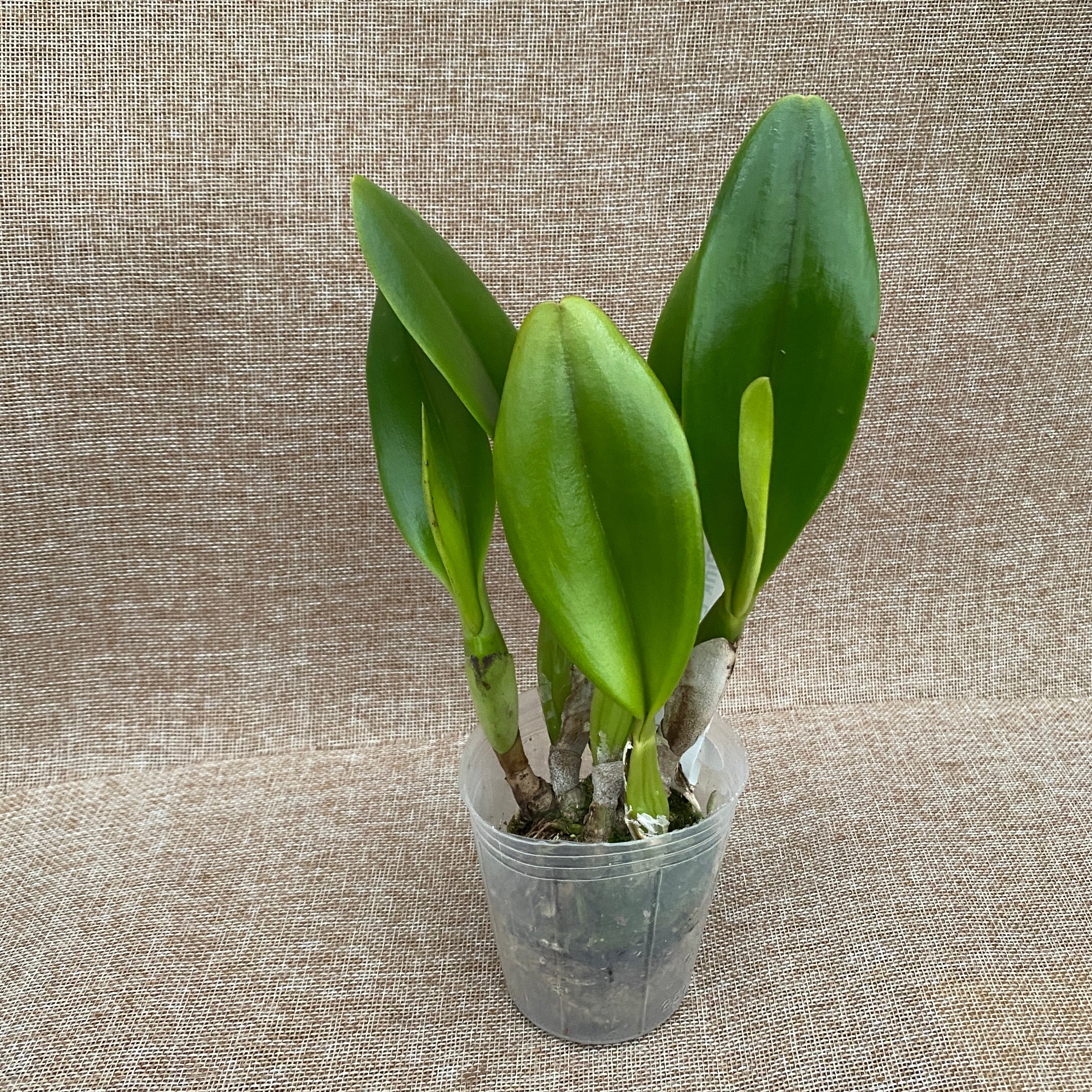 Rlc. Pink Empress vonná