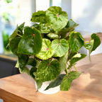 Bégonia « Rouge Variegated » - variété spectaculaire avec feuillage velouté