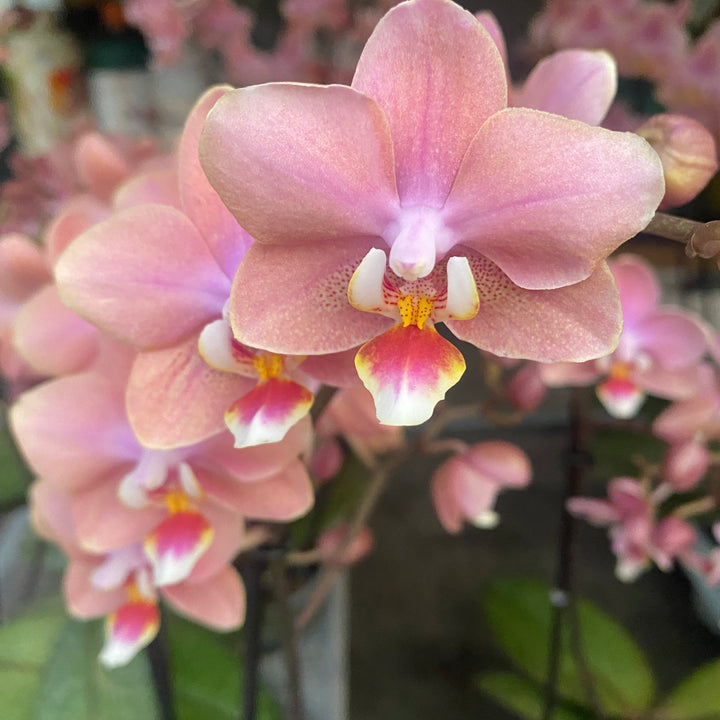 Phalaenopsis Odorion (Aromio Sweet) 