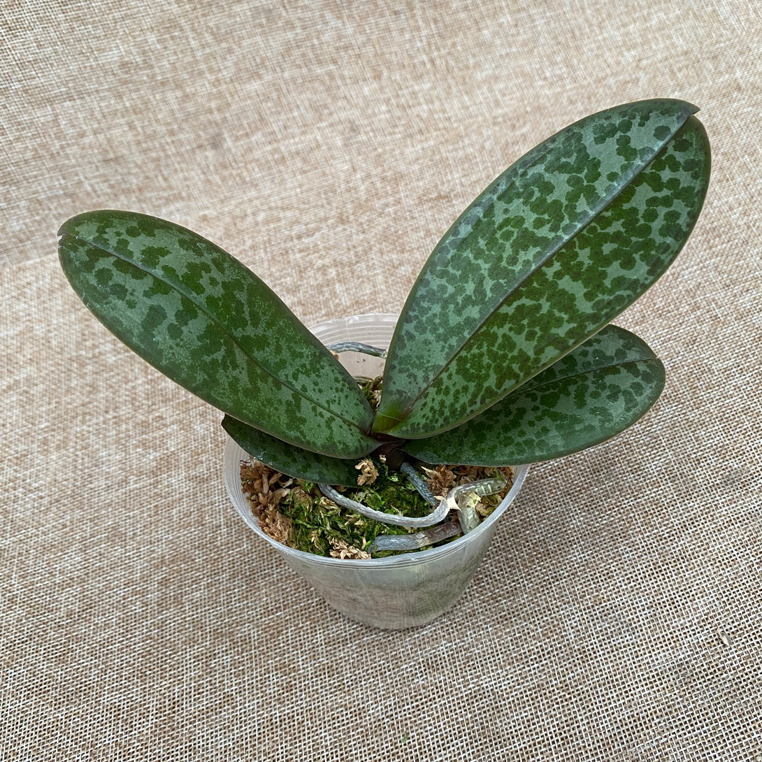 Phalaenopsis stuartiana 'Sogo' HCC/AOS