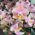 Phalaenopsis Aromio Oriental intensiv duftende Blüten