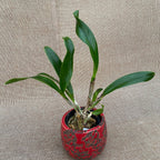 Rlc. Chunfong Little Sun (Tzeng Wen Beauty × Guanmiau Canary)