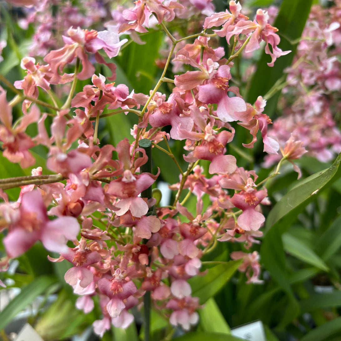 Oncidium Rosy Sunset