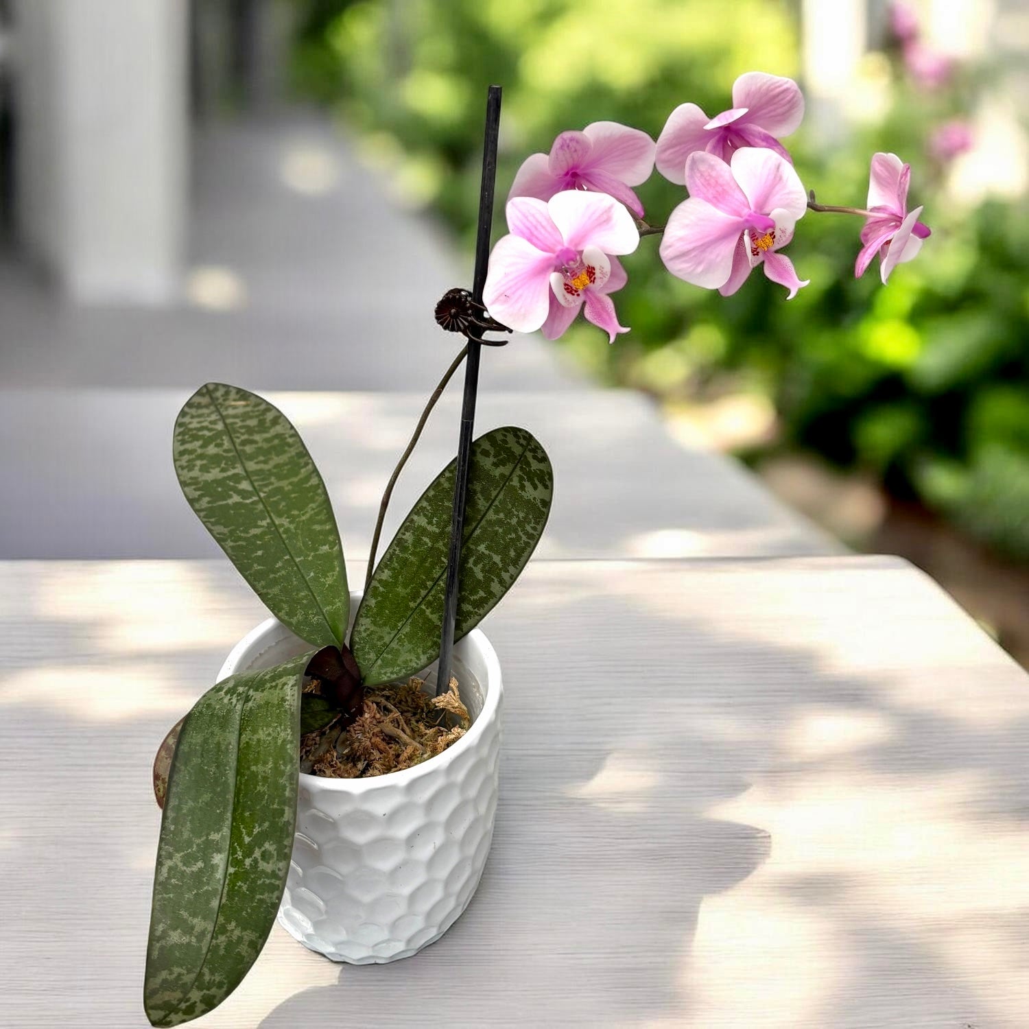 Phalaenopsis schilleriana 'Stripes'