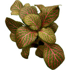 Fittonia verschaffeltii 'Joly Josan', mosaiikkikasvi