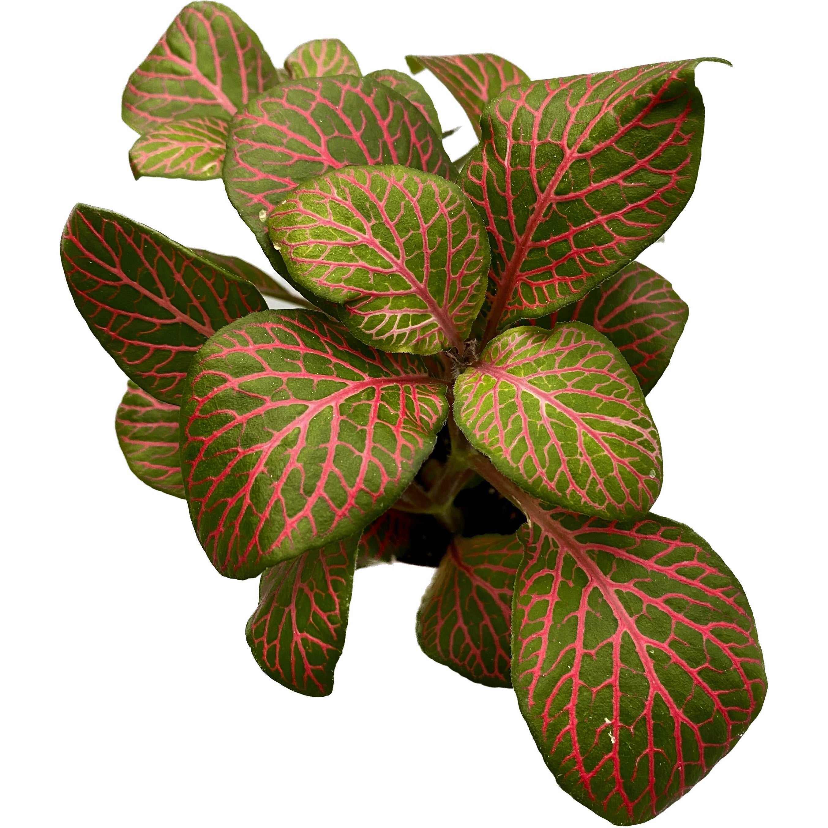 Fittonia verschaffeltii 'Joly Josan', planta mozaic