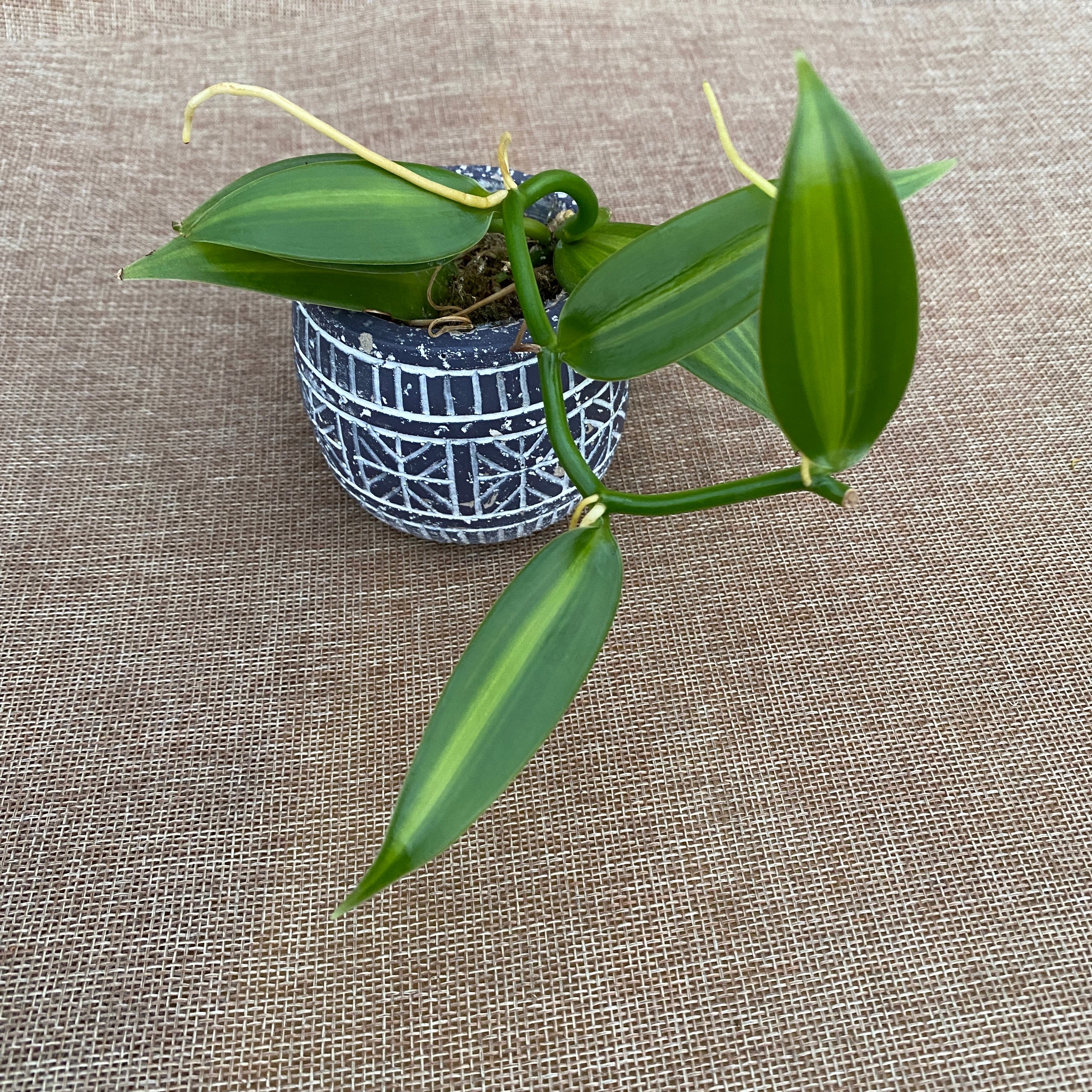 Vanilla planifolia 'Variegata' - Orhideea de vanilie