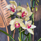 Cymbidium Summer Pearl 'Shirley'