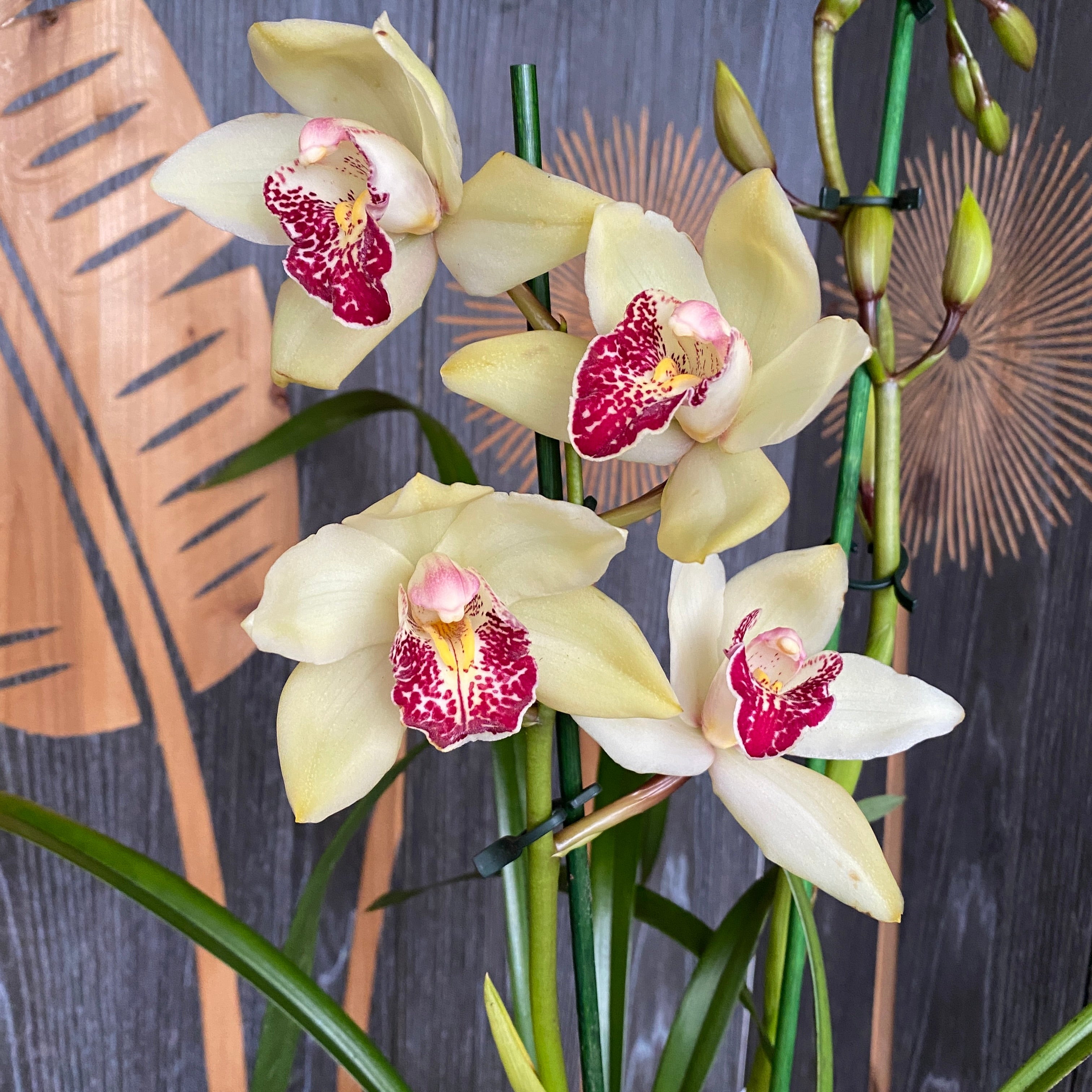 Cymbidium Summer Pearl 'Shirley'