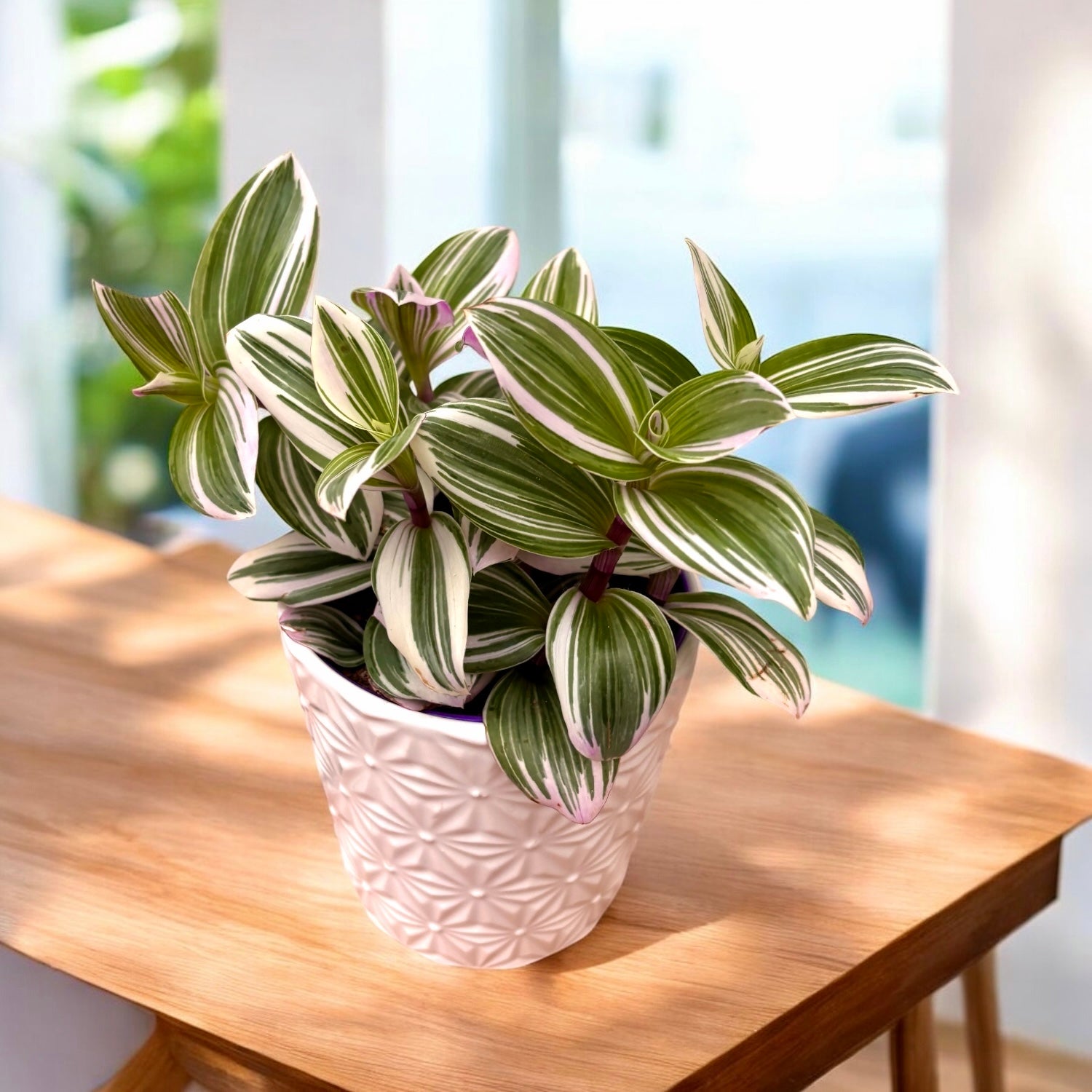 Tradescantia albiflora 'Nanouk' D12 (5 piante/vaso)