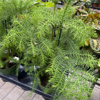 Araucaria heterophylla (Norfolk Island den) D14/15