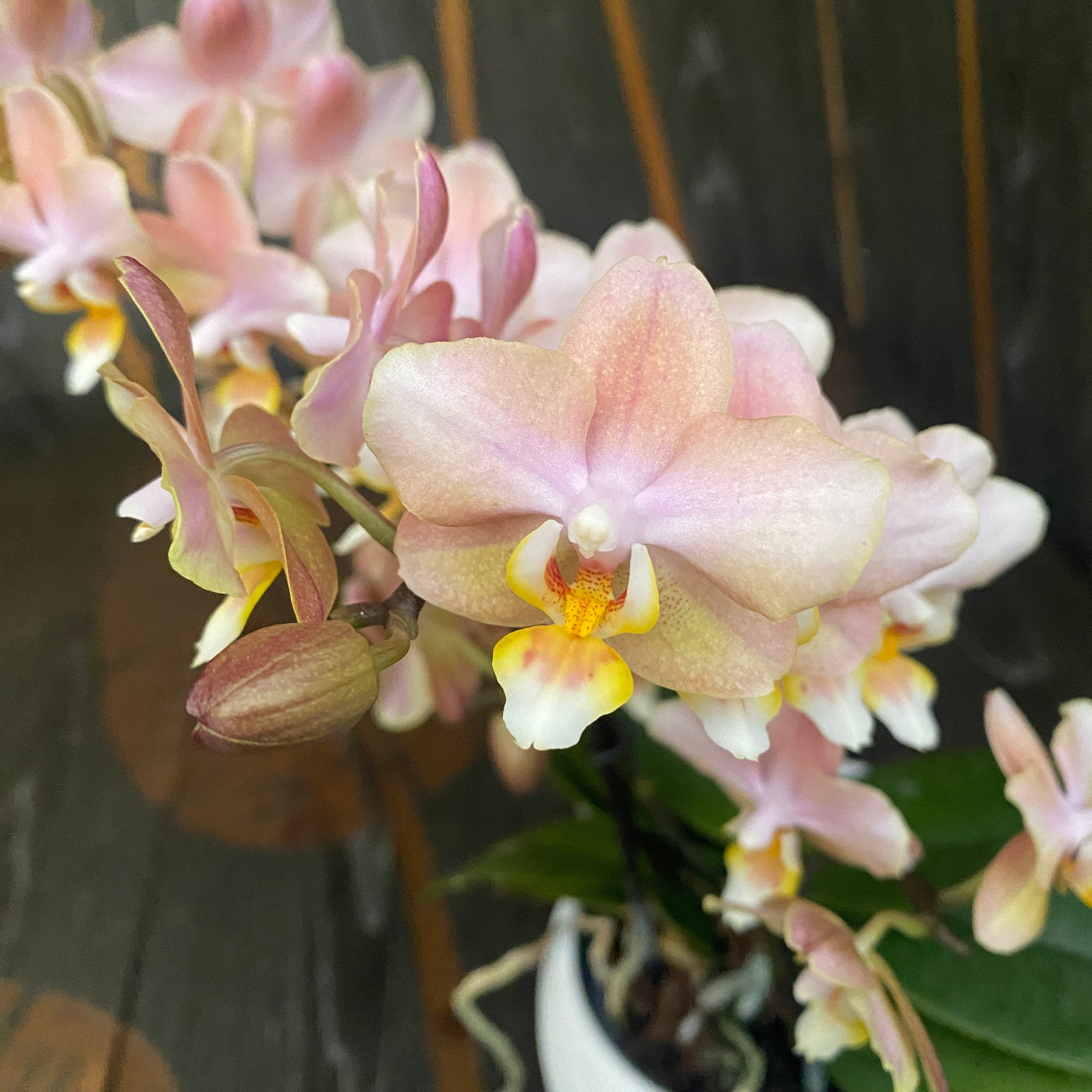 Phalaenopsis Aromio Powdery - flori intens parfumate
