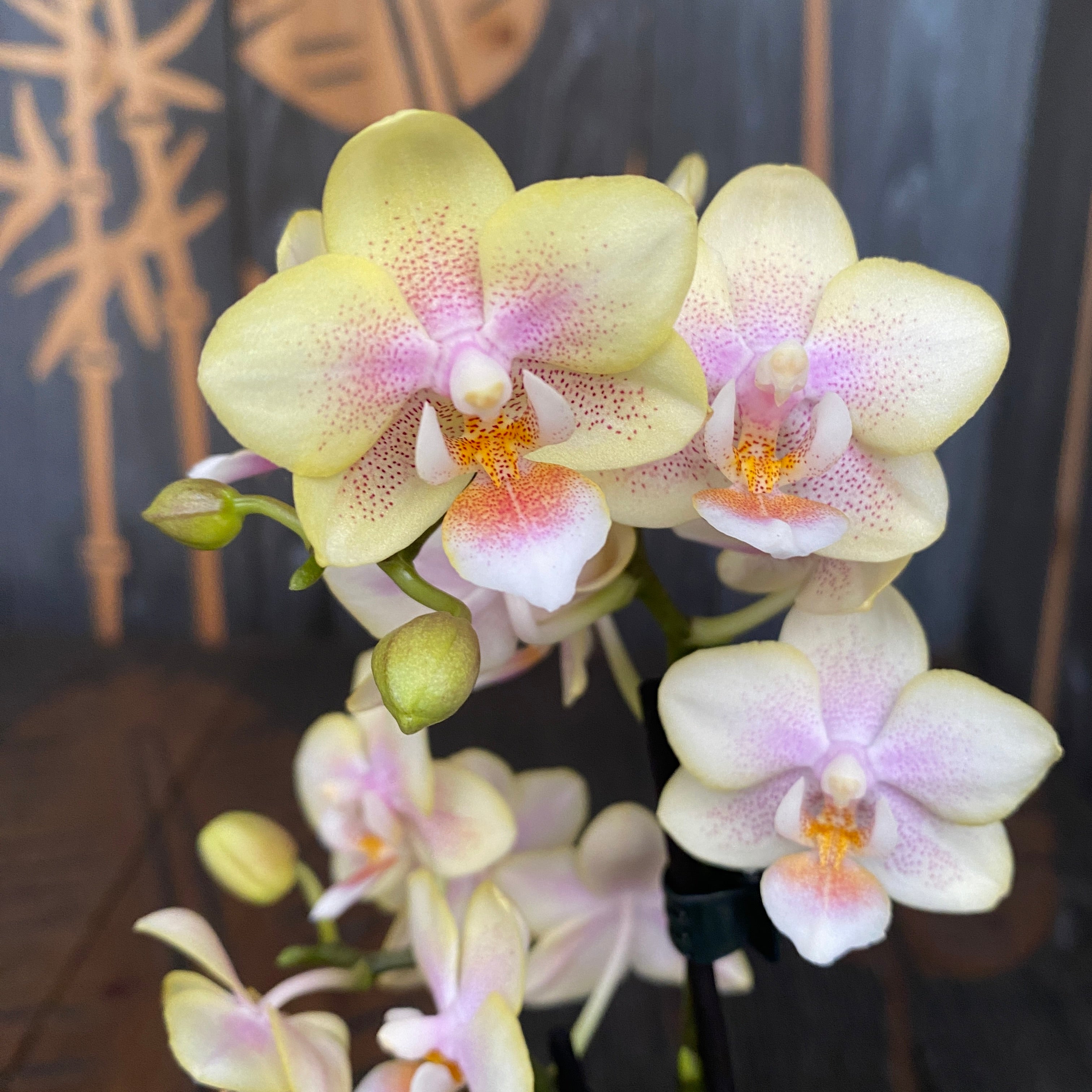 Phalaenopsis Martina duftend