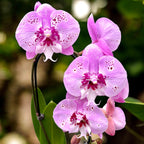 Phalaenopsis 'Limited' big lip
