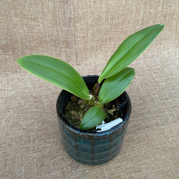 Bulbophyllum phalaenopsis