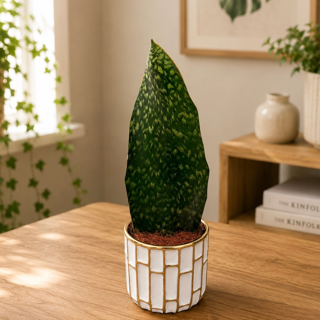 Sansevieria masoniana (Pianta Serpente Pinna di Balena)