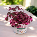 Oxalis vulcanicola 'Plum Crazy' D5