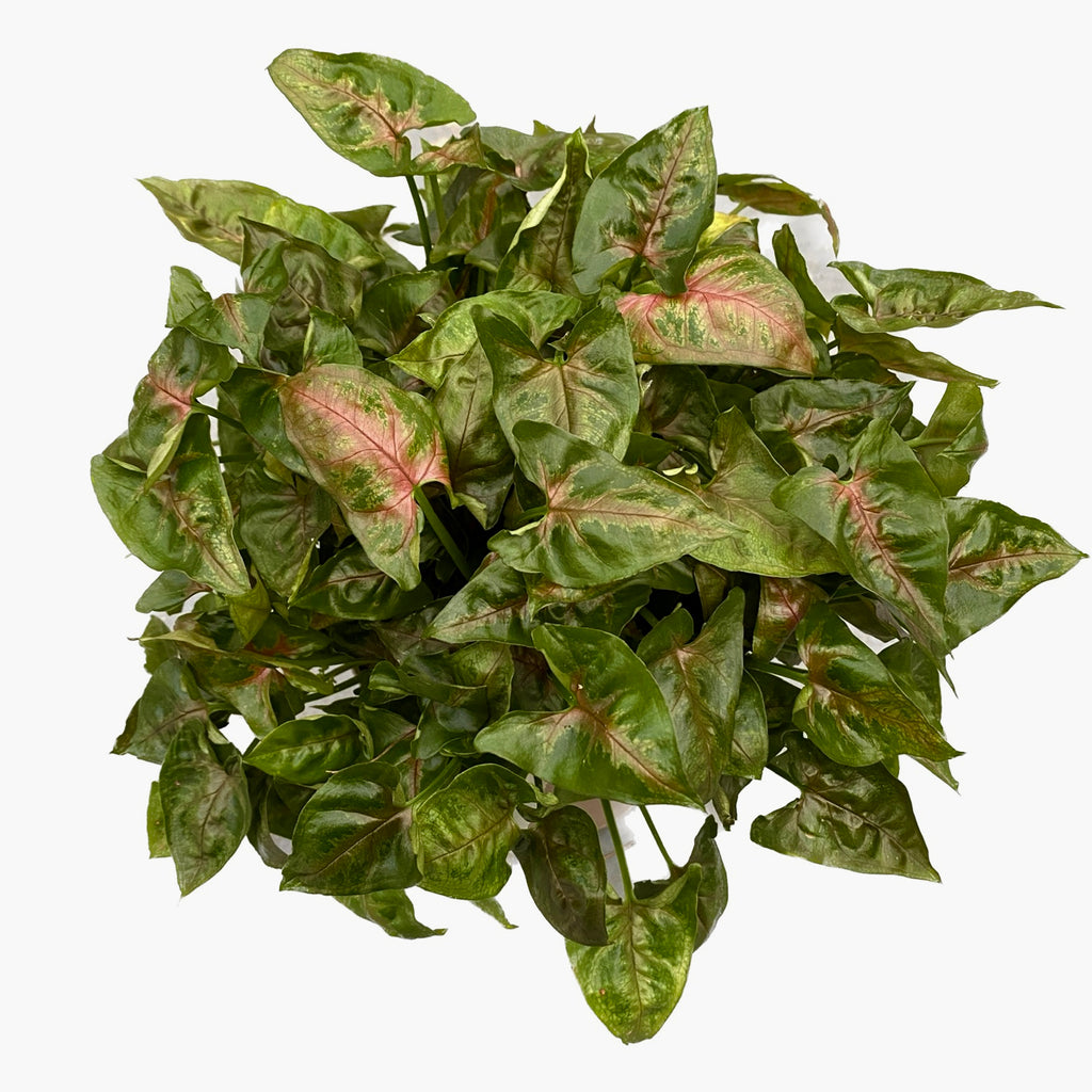 Syngonium podophyllum 'Pink Petite'