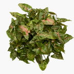 Syngonium podophyllum 'Pink Petite'