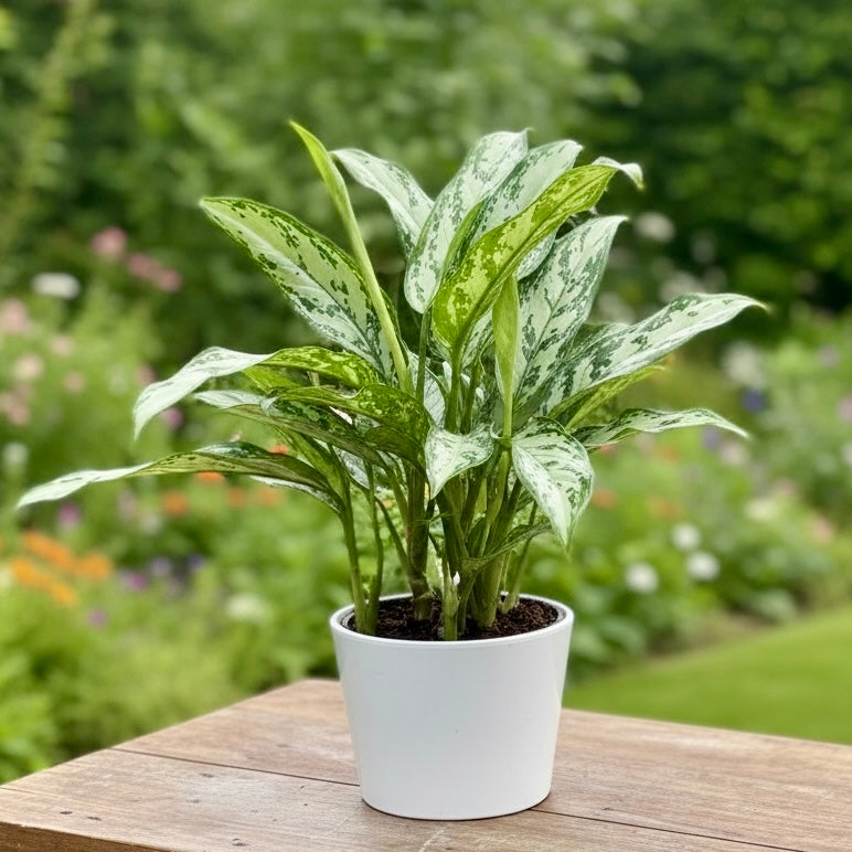 Aglaonema Reine Argentée (3-4 plantes/pot)