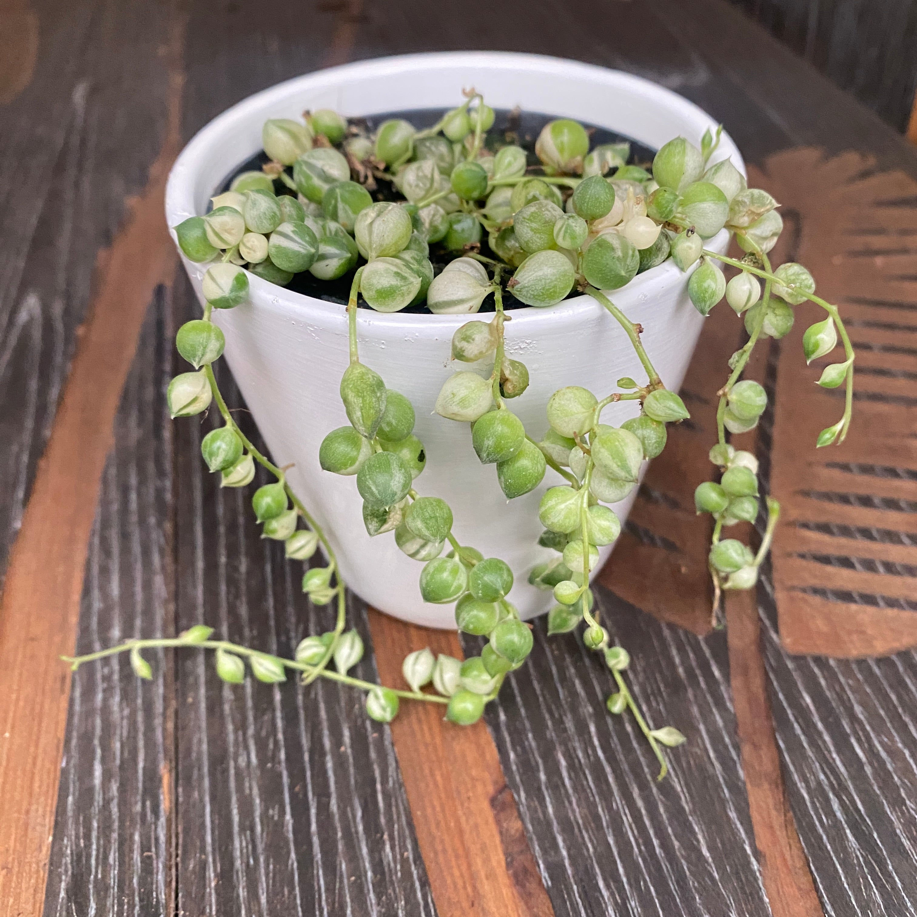 Senecio rowleyanus 'Variegata'