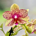 Phalaenopsis Anthura Grosseto (Phalaenopsis Tristar Poeker)