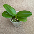 Phalaenopsis Yellow Shine Flicka (pelorisk)