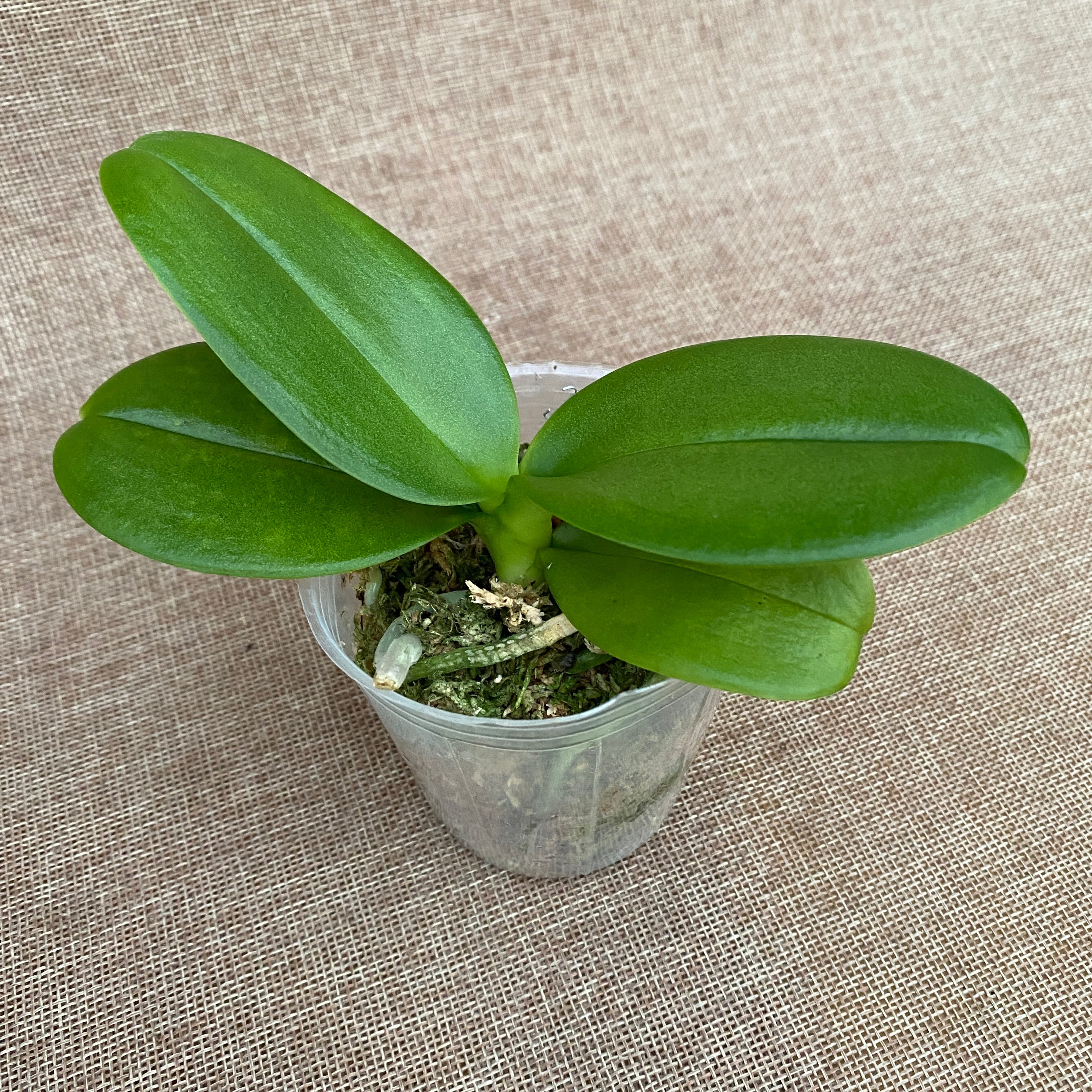 Фаленопсис Yellow Shine Girl (пелорик)