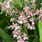 Oncidium Rosy Sunset - intensely fragrant flowers