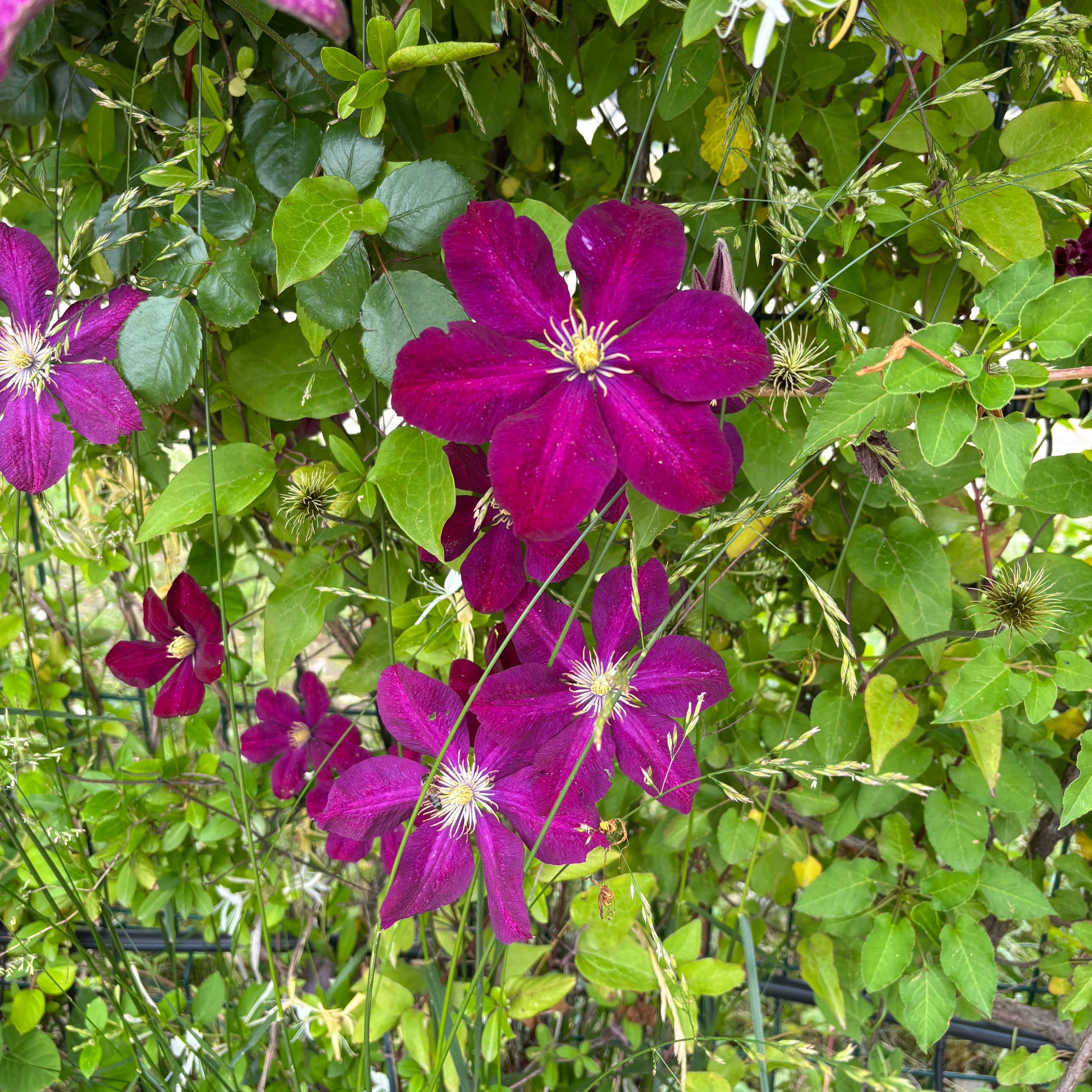 Clematite - Clematis 'Rouge Cardinal' (Skupina poznih velikocvetnih)